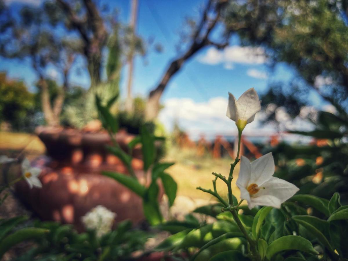 Città della Pieve Grove Cottage: Immersed In Nature & Close To Town מראה חיצוני תמונה
