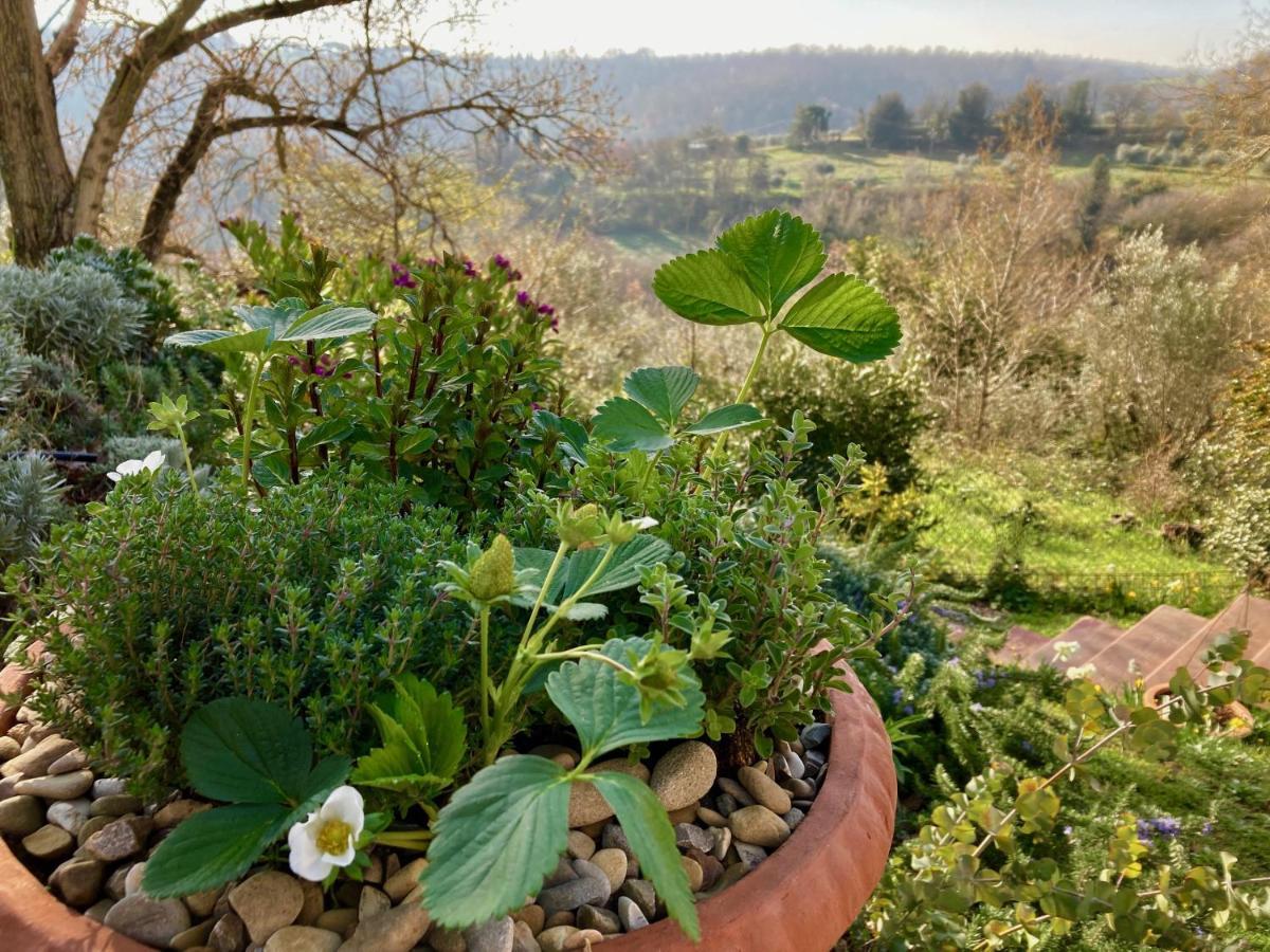 Città della Pieve Grove Cottage: Immersed In Nature & Close To Town מראה חיצוני תמונה